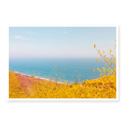 Yellow Superbloom