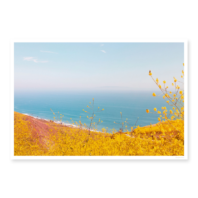 Yellow Superbloom
